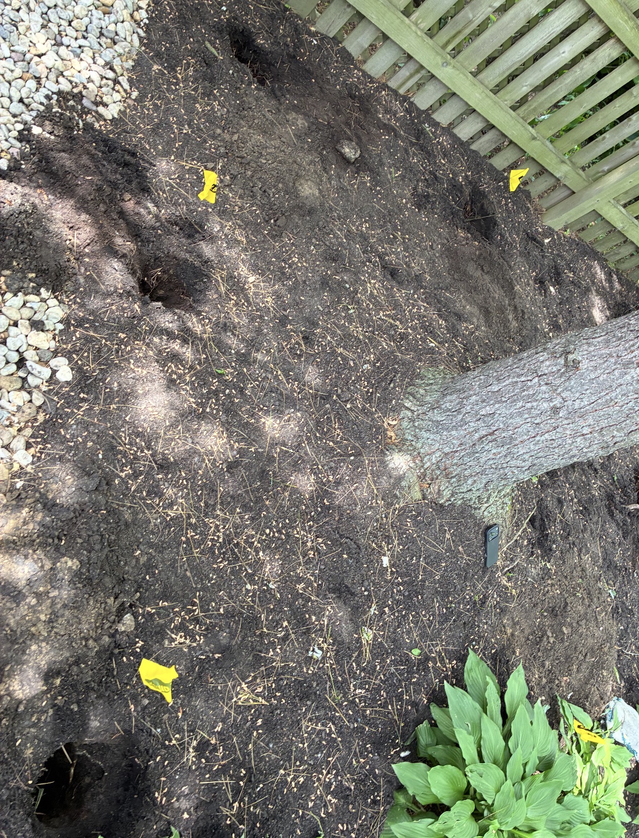 Footing holes dug in dirt beside a mature tree